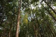 亚洲种植园资本公司马来西亚工厂首次完成CITES批准的沉香进口【1】-新闻频道-手机