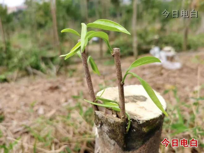 电白打造“三院一站两中心”六大平台赋能 沉香产业迈向百亿级