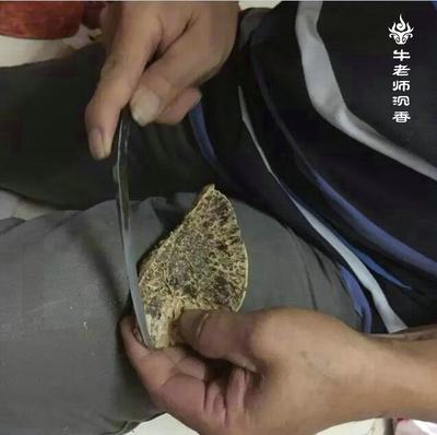 牛老师沉香:沉香的采集与加工是什么流程