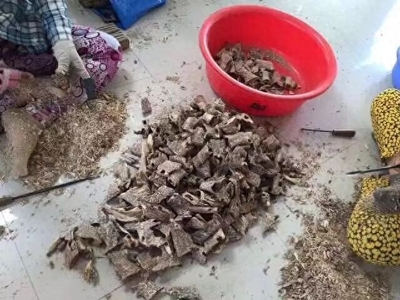 沉香树:天生的人类贡献者