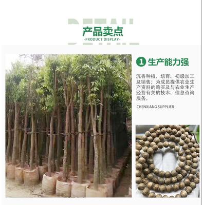 化州沉香苗 沉香水桶杯苗 沉香大杯苗 沉香苗种植批发