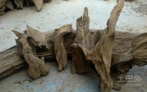 白木香作用详解
