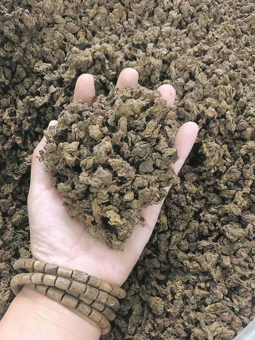 广东多地致力于沉香树的种植推广及沉香衍生产品的开发 名贵沉香 下凡 助力农村发展