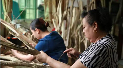 沉香是如何形成的,它的采收和加工流程是怎样