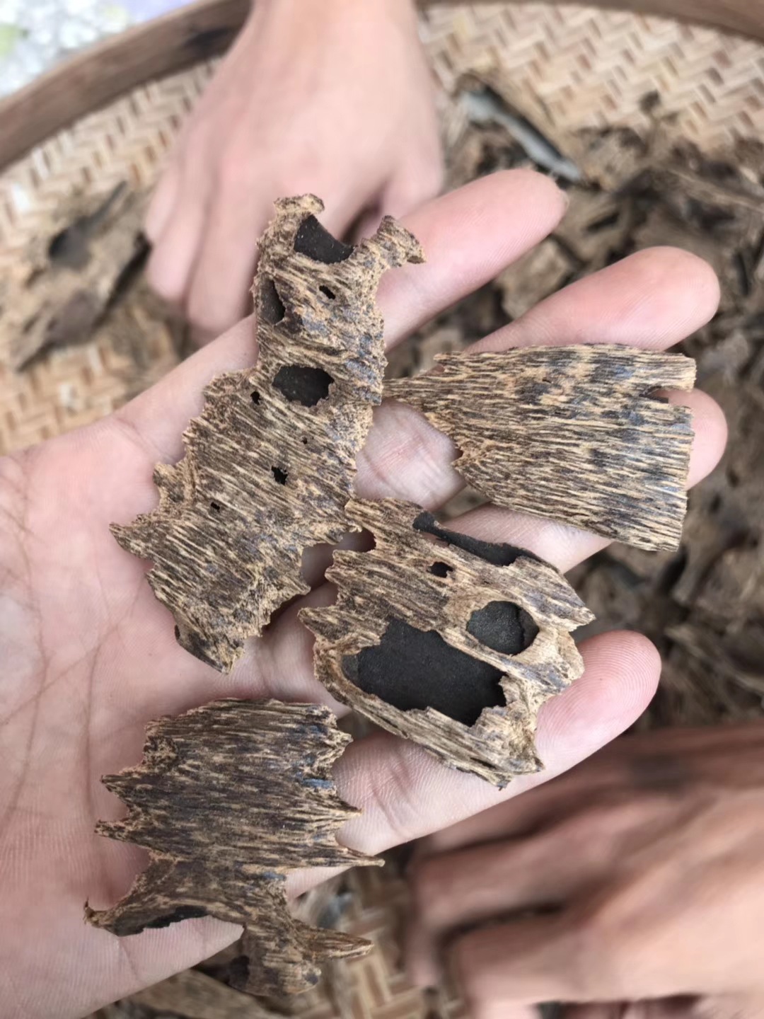 老料新工古代房梁门板料加工出的沉香倒架料蜜香味虫漏壳沉香碎料